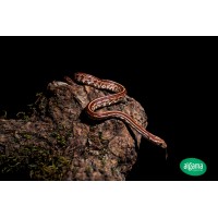 Serpiente del Maizal -  Tessera  - Pantherophis guttatus